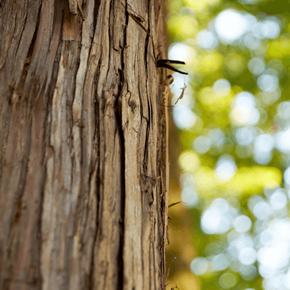 国産の植物由来成分